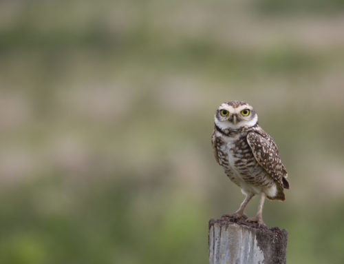 BIRDS IN THE PANTANAL