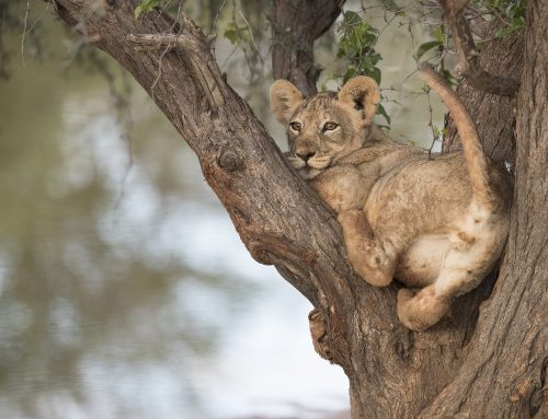 KALAHARI IN FEBRUARY