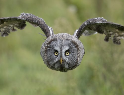 SHOOTING BIRDS OF PREY