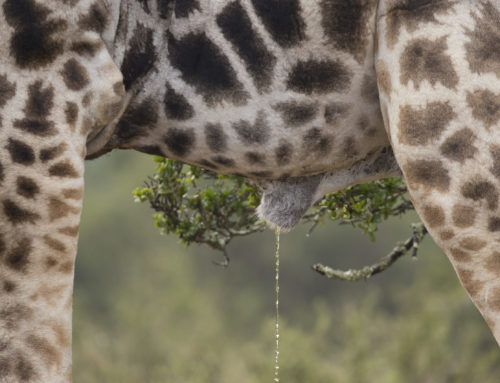 PISS AND POO CALENDAR